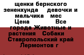 щенки бернского зененхунда. 2 девочки и 2 мальчика(2 мес.) › Цена ­ 22 000 - Все города Животные и растения » Собаки   . Ставропольский край,Лермонтов г.
